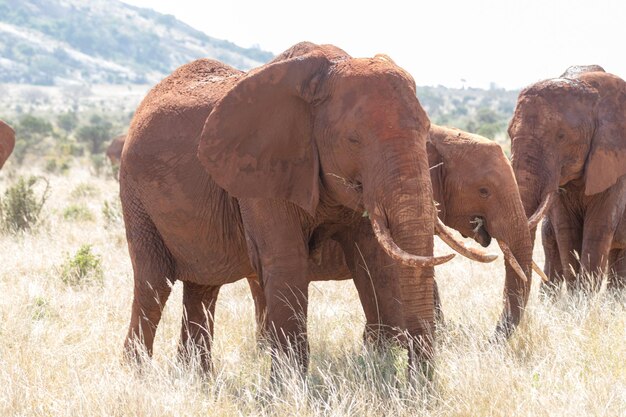 Vista del elefante en el campo