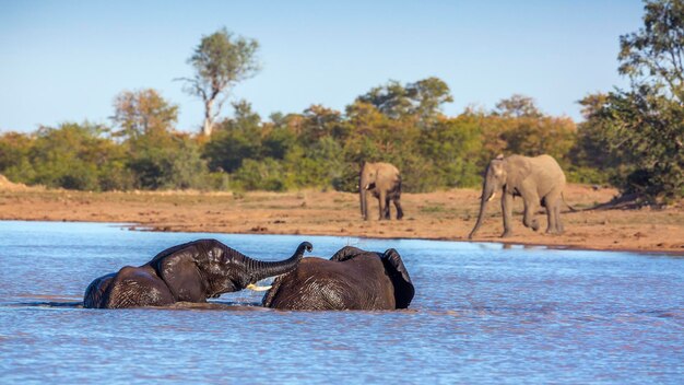 Vista de un elefante en el lago contra el cielo