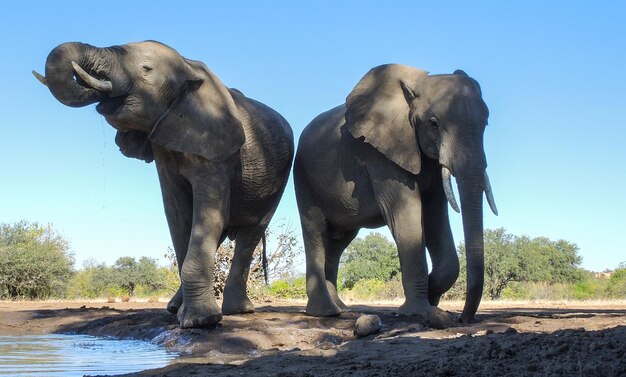 Foto vista de un elefante de pie en tierra contra el cielo