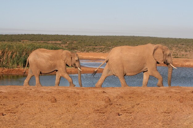 Foto vista del elefante en la tierra