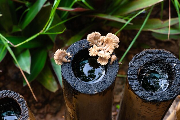 Vista em alto ângulo da flor na planta