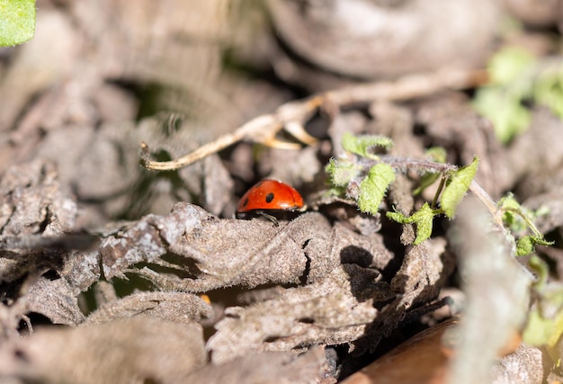 Foto vista em alto ângulo da mariposa na planta