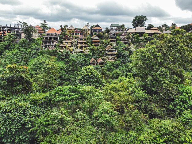 Foto vista em alto ângulo de árvores e edifícios na floresta