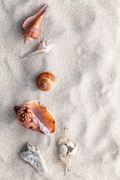 Foto vista em alto ângulo de conchas na areia