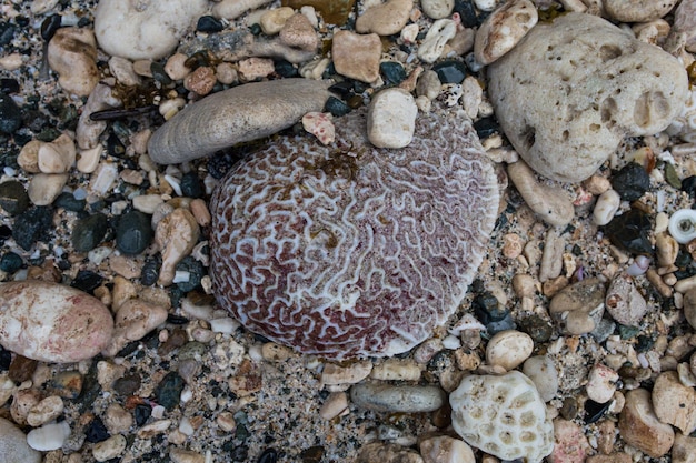 Foto vista em alto ângulo de conchas na praia