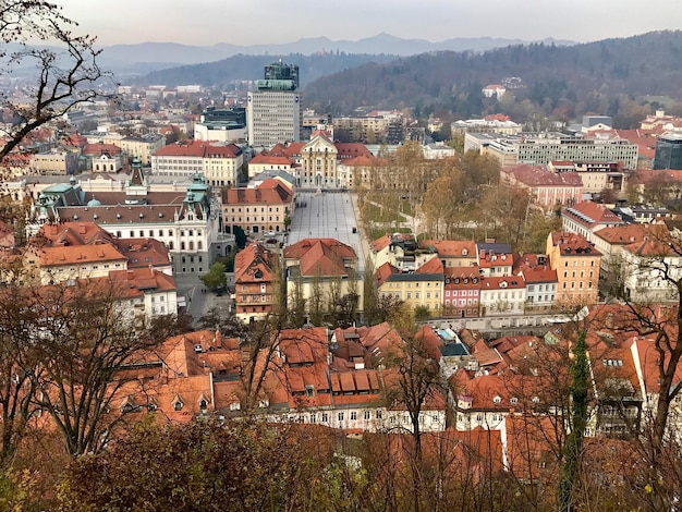 Vista em alto ângulo de edifícios por árvore