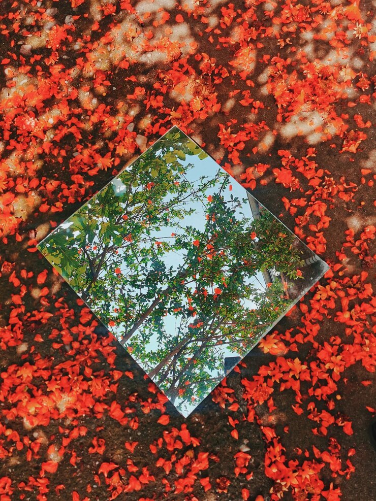 Foto vista em alto ângulo de flores vermelhas e espelho