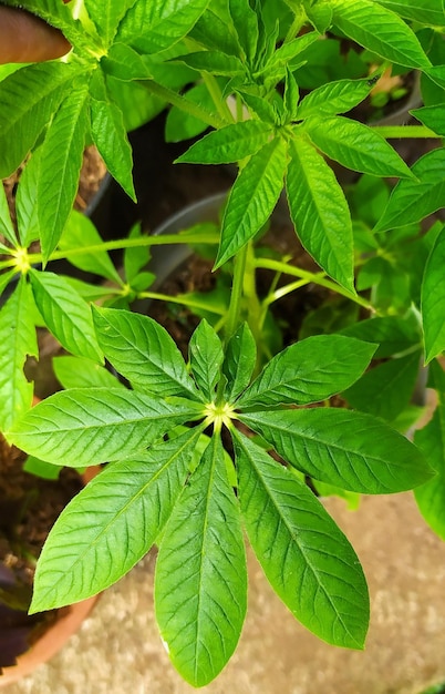 Foto vista em alto ângulo de folhas de plantas em vasos no campo