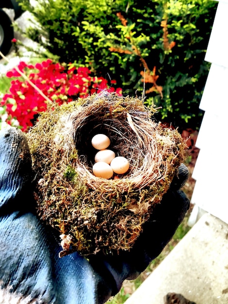 Foto vista em alto ângulo de ovos no ninho
