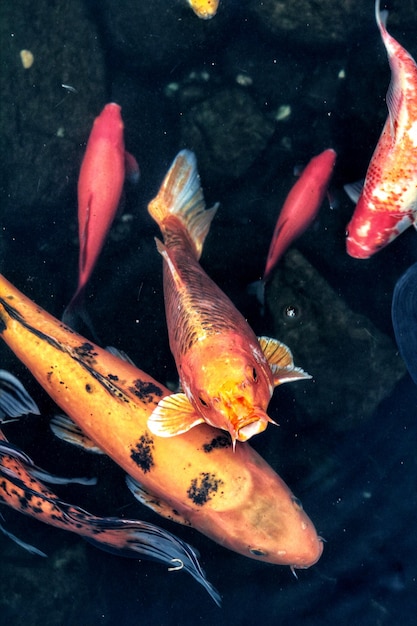 Foto vista em alto ângulo de peixe koi na água