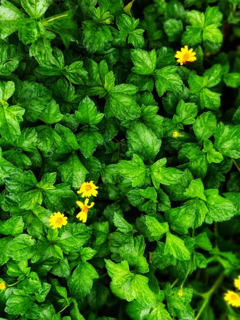 Foto vista em alto ângulo de planta com flores