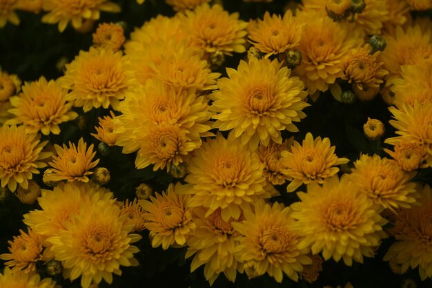 Foto vista em alto ângulo de plantas com flores amarelas