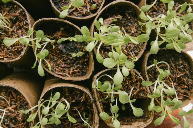 Foto vista em alto ângulo de plantas em vasos
