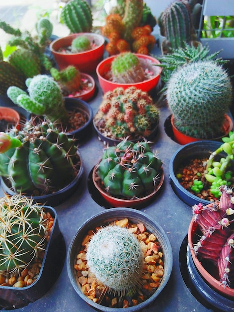 Foto vista em alto ângulo de plantas suculentas em vaso