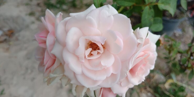 Foto vista em alto ângulo de um buquê de rosas