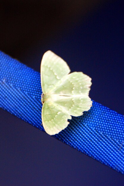 Foto vista em alto ângulo de uma borboleta em um corrimão azul