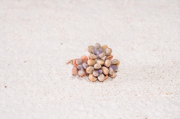 Foto vista em alto ângulo do suculento graptopetalum amethystinum