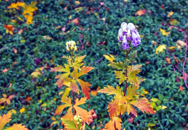 Foto vista em close-up de flores de capuz de cor branca cremosa e roxa de aconitum cammarum monkshood bicolor