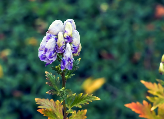 Foto vista em close-up de flores de capuz de cor branca cremosa e roxa de aconitum cammarum monkshood bicolor