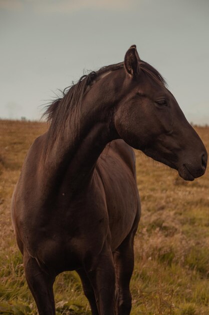 Vista em close-up de olhos de pônei cavalo focinho em pé contra o céu pôr-do-sol laranja