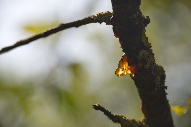 Foto vista em close-up de um ramo com uma gota de resina dourada claramente visível contra o ramo.