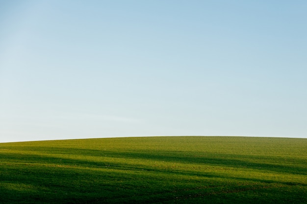 vista em linhas de mudas de trigo em dezembro