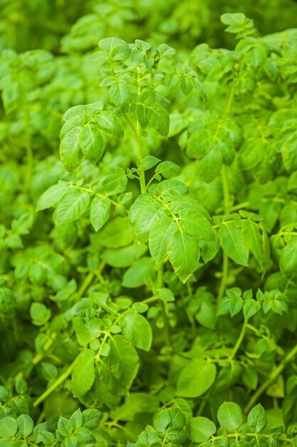 Vista em plantas de batata