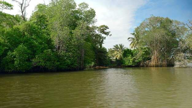 Vista em primeira pessoa do barco flutuando no rio através de mangueiras no tropical selvagem