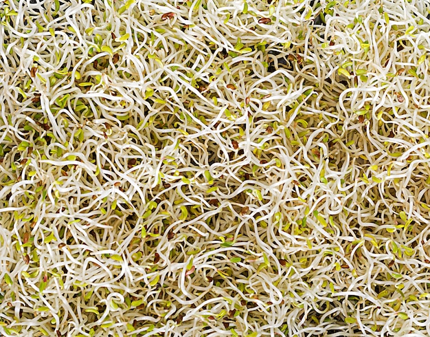 Vista de ensalada de microgreens fresca desde arriba