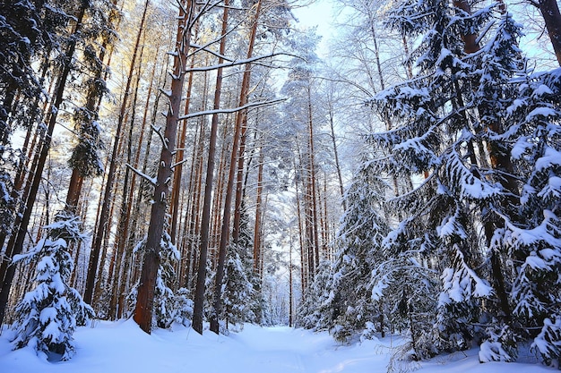 vista ensolarada na floresta de inverno, sol paisagem natureza