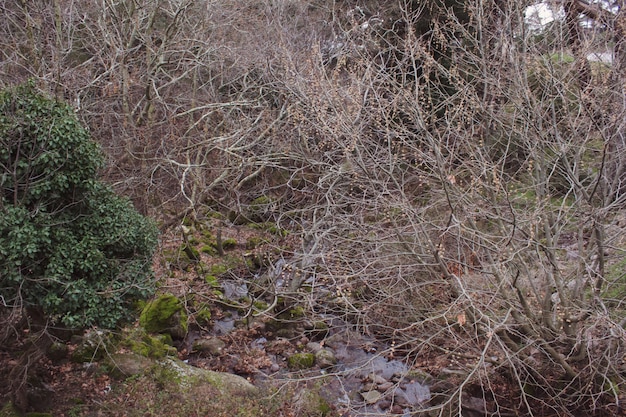 Una vista del entorno con hermosos bosques, árboles naturales, verdes, ramas de árboles y corrientes