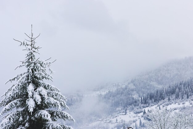 Vista de la escena de invierno del bosque de pinos nevados en las montañas de los cárpatos ucrania