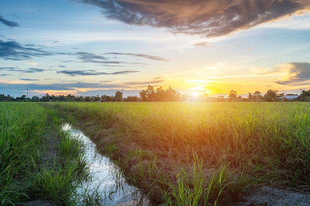 Vista escénica del paisaje de campo de arroz hierba verde con campo de maíz o en la cosecha agrícola de Asia país con nubes esponjosas cielo azul puesta de sol fondo de noche