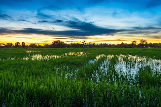 Vista escénica del paisaje de campo de arroz hierba verde con campo de maíz o en la cosecha agrícola de Asia país con nubes esponjosas cielo azul puesta de sol fondo de noche