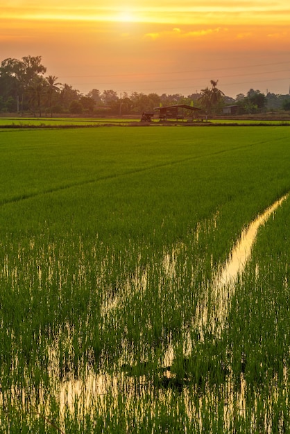 Vista escénica del paisaje de campo de arroz hierba verde con campo de maíz o en la cosecha agrícola de Asia país con nubes esponjosas cielo azul puesta de sol fondo de noche