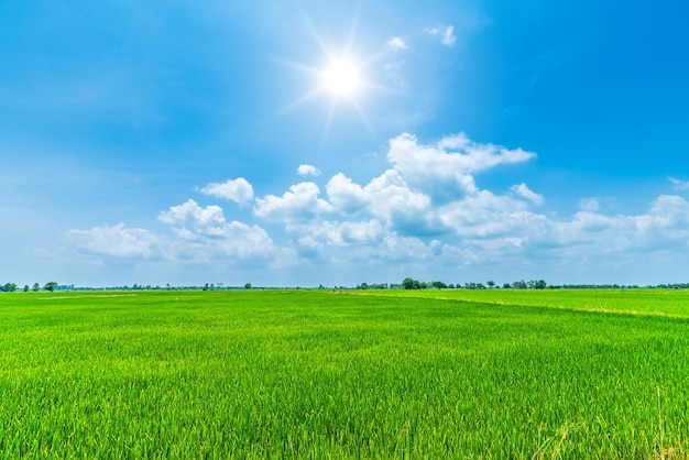 Vista escénica del paisaje del campo de arroz hierba verde con campo de maíz o en la cosecha agrícola del país de Asia con nubes esponjosas cielo azul fondo de luz del día