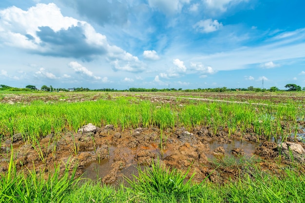 Vista escénica del paisaje del campo de arroz joven hierba verde con campo de maíz en el país de Asia cosecha agrícola con nubes esponjosas cielo azul fondo de luz del día