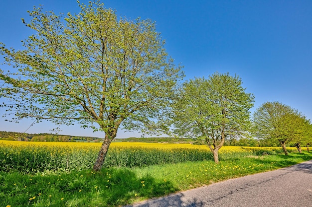 Vista escénica del paisaje de los girasoles que crecen en un campo remoto con nubes de cielo azul y espacio de copia Agricultura agricultura de plantas de semillas oleaginosas utilizadas en la industria alimentaria para producir aceite de cocina