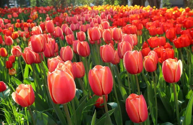 Vista escénica de tulipanes florecientes frescos en jardín