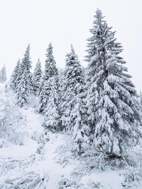 Vista del espacio de copia de bosque de invierno nevado