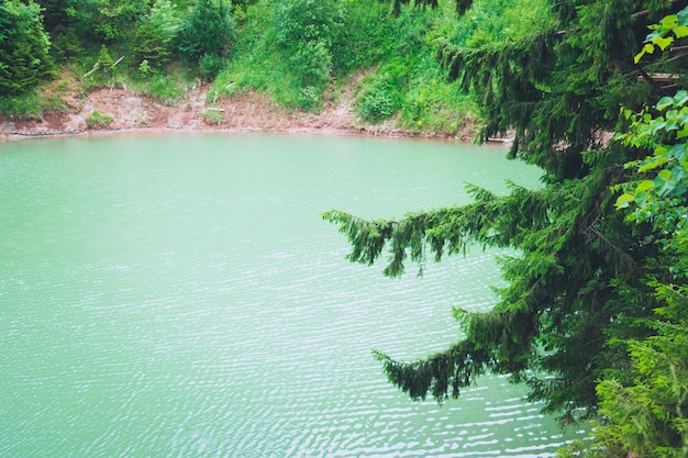 Vista del estanque o lago verde redondo natural rodeado de árboles
