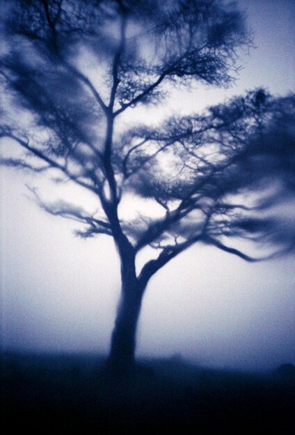Foto vista etérea da árvore
