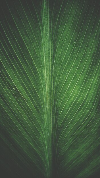 Foto vista extrema de cerca de la hoja de palma