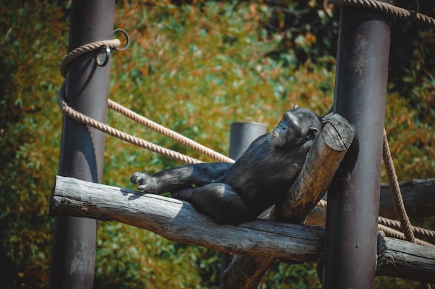 Una vista fantástica de un encantador chimpancé.