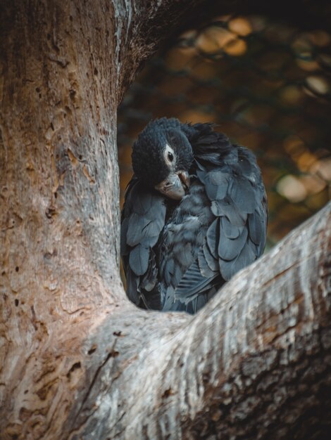 Una vista fantástica de un loro coracopsis.