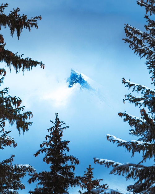 Vista fascinante de pinheiros nevados e uma montanha nevada no horizonte sob o céu azul