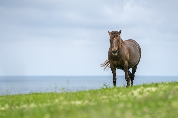 Vista fascinante de um cavalo selvagem perto do mar em um prado verde