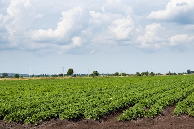 Vista de filas de campos de patatas en un día soleado