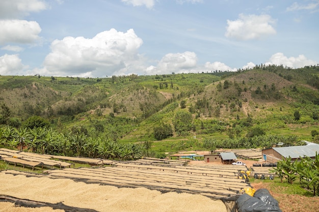 Vista de una finca donde se secan los granos de café