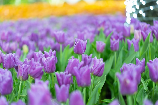 Foto vista de la flor colorida del tulib en estación de primavera.